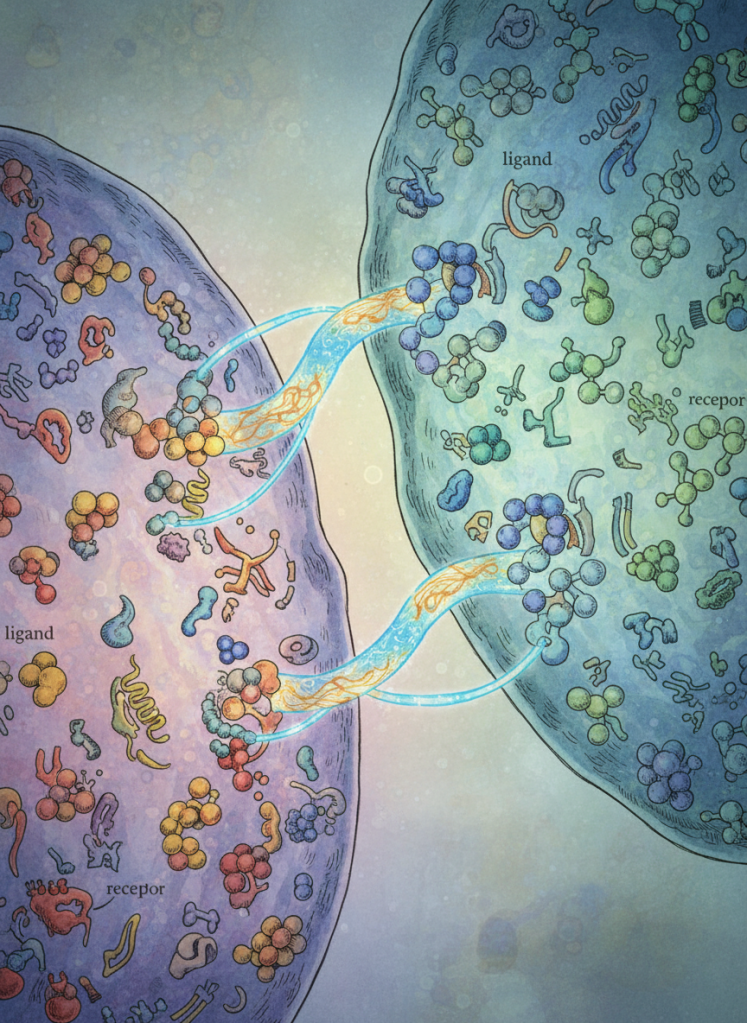 an artistic scientific illustration showing ligand-receptor interactions between adjacent cells, with visual cues of physical regulation—connections represented by molecular bridges or glowing links between cell membranes, no text or labels